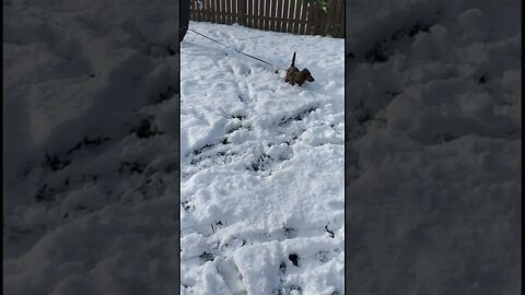 Fun in the snow