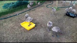 SOUTH AFRICA - Durban - The progress of the rescued flamingo chicks (Video) (bHm)