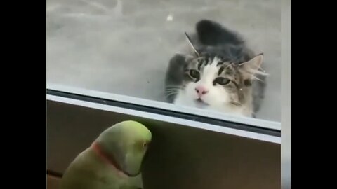 Parrot and cat Peekaboo 😂🤣