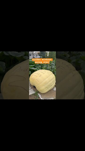 Guess the Weight Giant Pumpkin #giantpumpkin #bubba #winner
