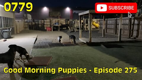 [0779] GOOD MORNING PUPPIES - EPISODE 275 [#dogs #doggos #doggies #puppies #dogdaycare]
