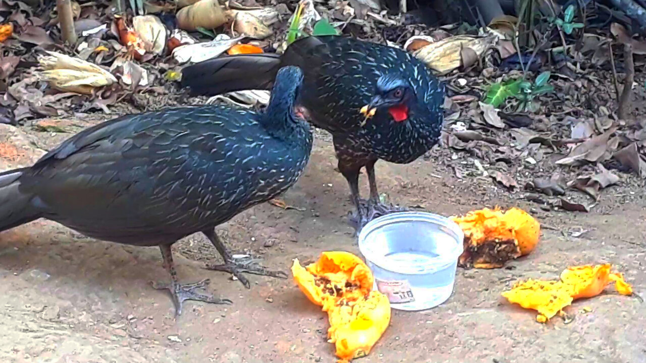 O Olhar do Jacu: Encarando a Fome e os Outros na Selva