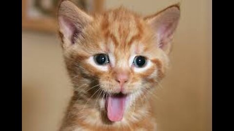 Watch The Funny kittens