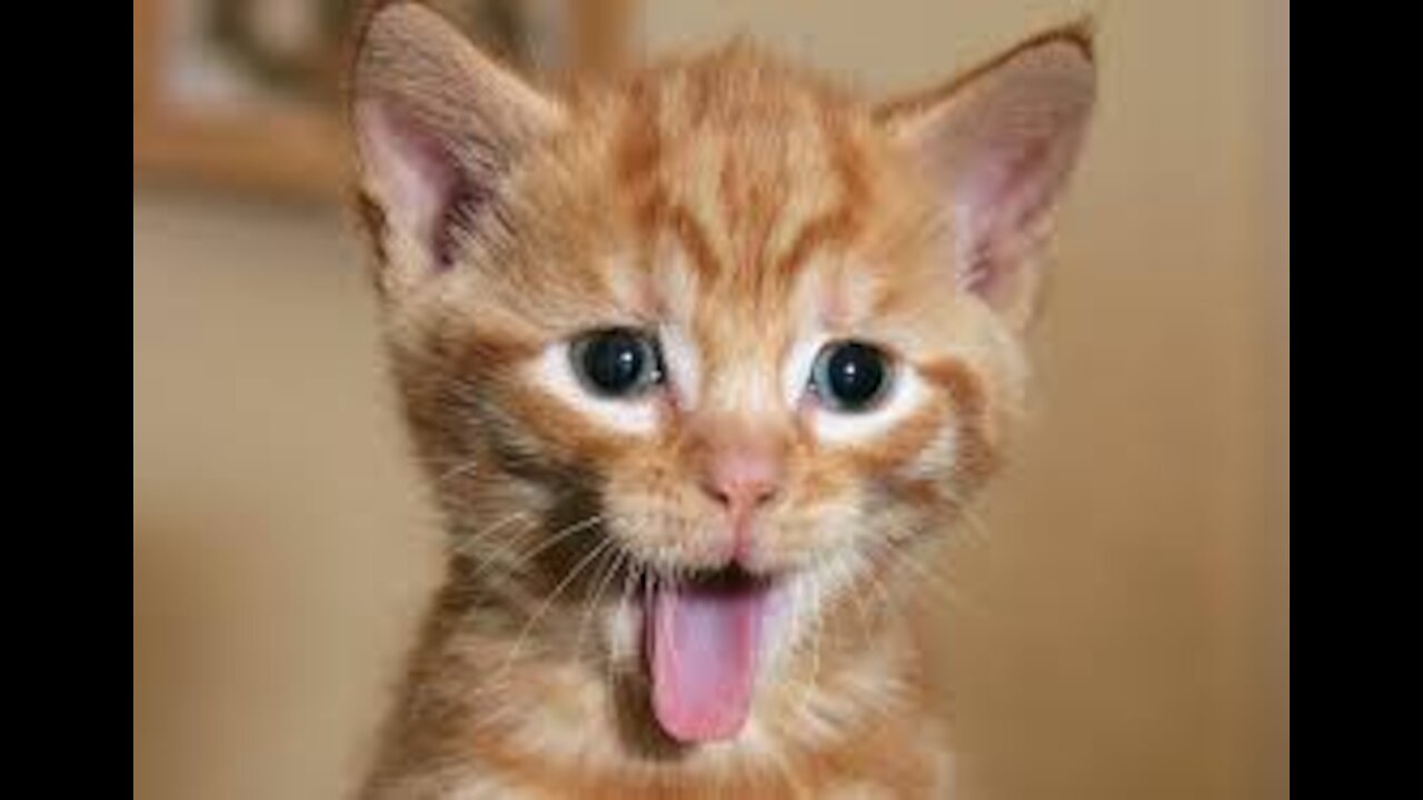 Watch The Funny kittens
