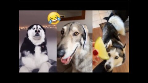 Funny Pets Compilation - Part 15