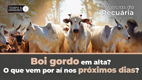 Boi gordo em alta? O que vem por aí nos próximos dias? Hyberville Neto comenta