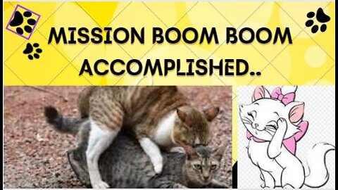 Cats having Boom Boom. Mission accomplished