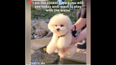 I am the cutest puppy you will see today and I want to play with the water