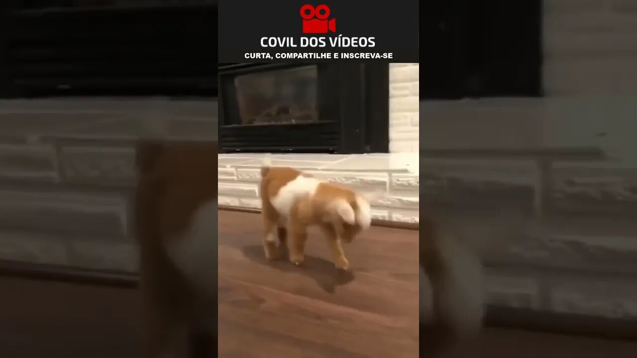 filhote de cabra