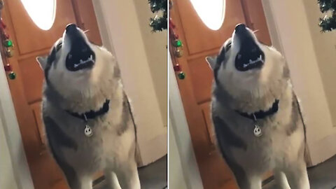 Husky Sings Opera with piano