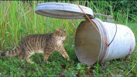 Easy Wild cat Trap Innovation Techniques -How to catch a Cat