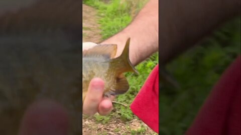 Green Sunfish on a Slim Shad Underspin Jig combo. #panfish #fishing #creekfishing #shorts