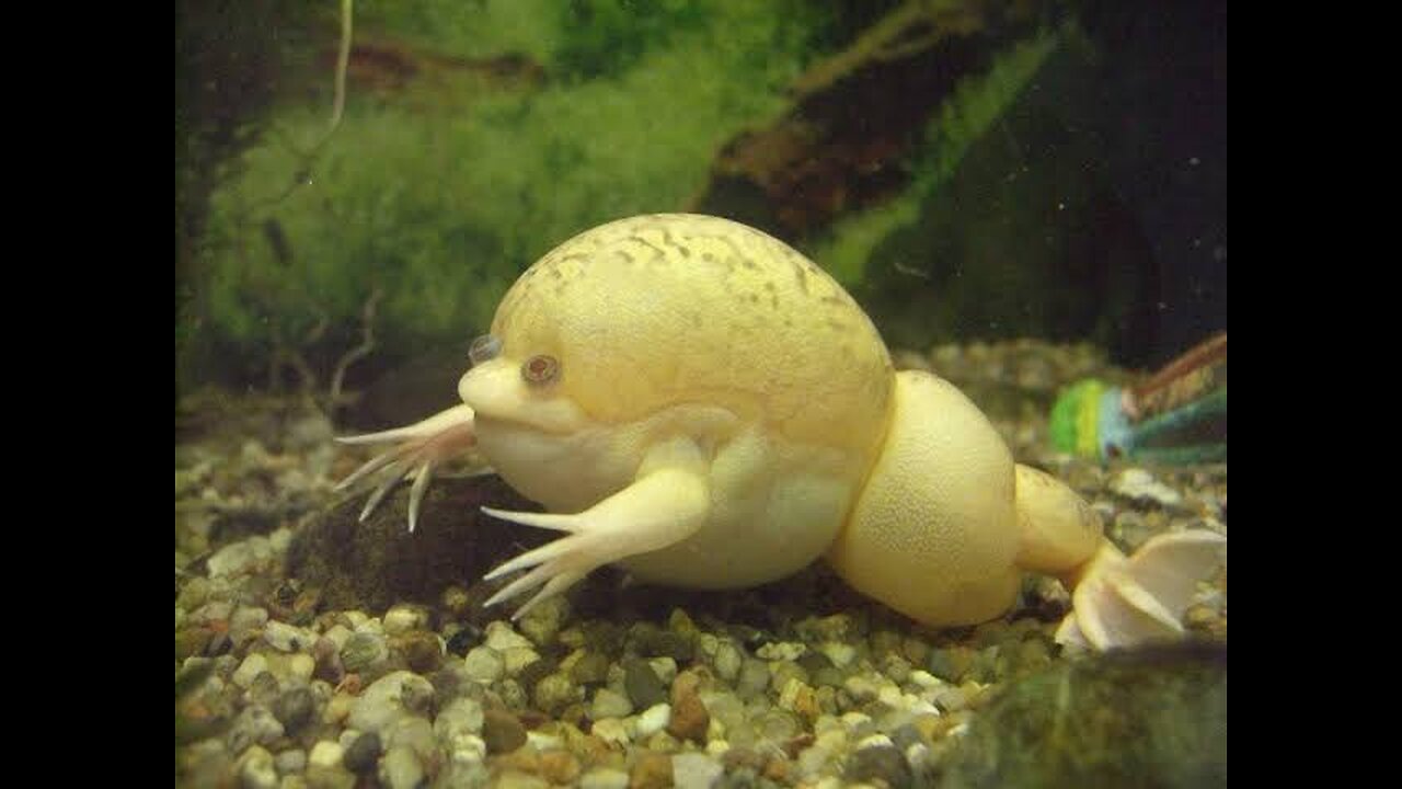 "Amazing African Clawed Frog: Nature's Aquatic Survivor and Scientific Marvel"