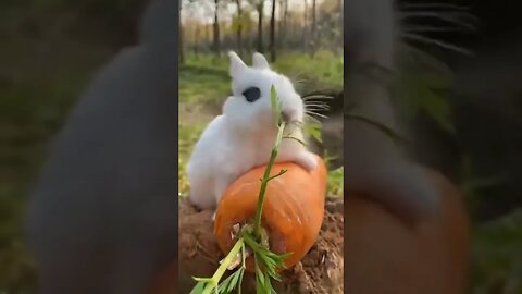 cute rabbit asks for a subscription