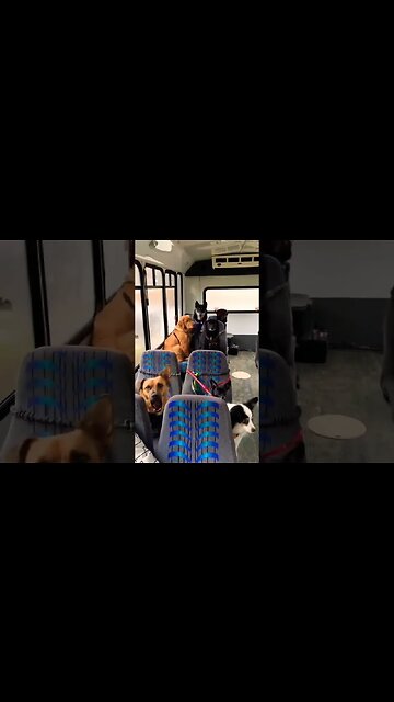 The cutest passengers 😭 #shorts #foryou #viral #foryoupage #xyzbca