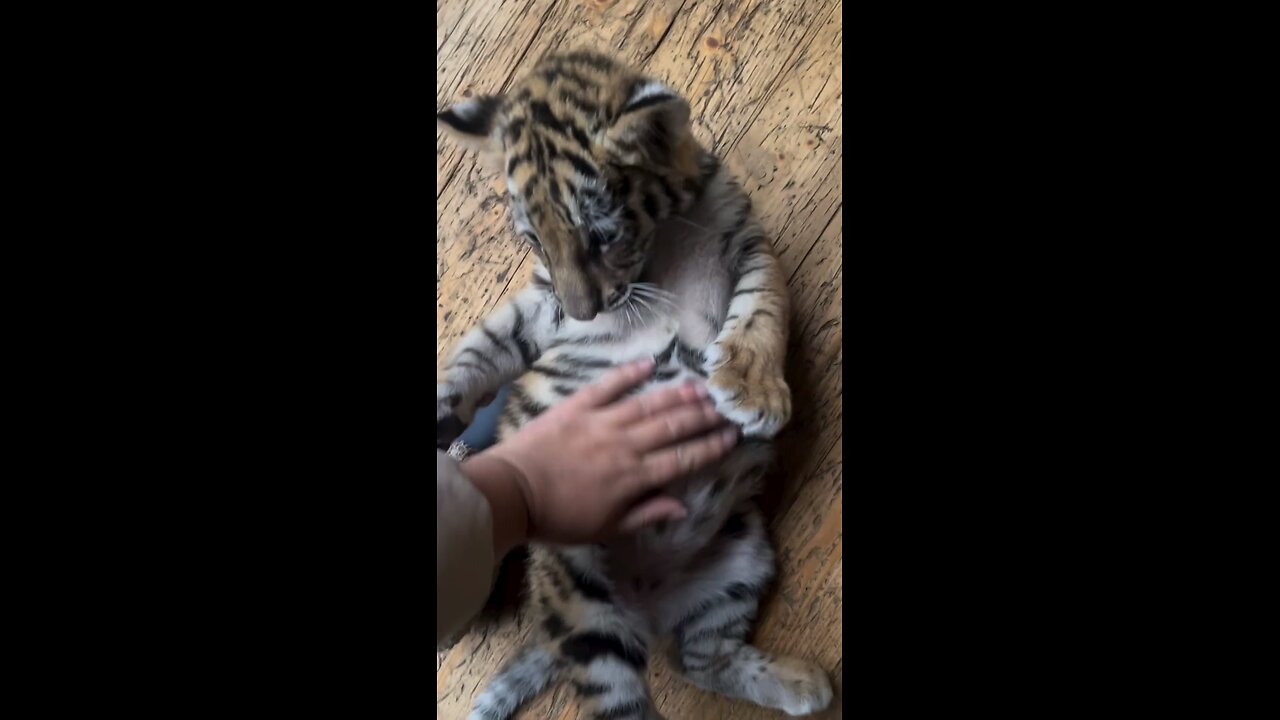 Goodjob I like massage #cutetiger #cutepet #tiger #pet #tigerlove #petlove