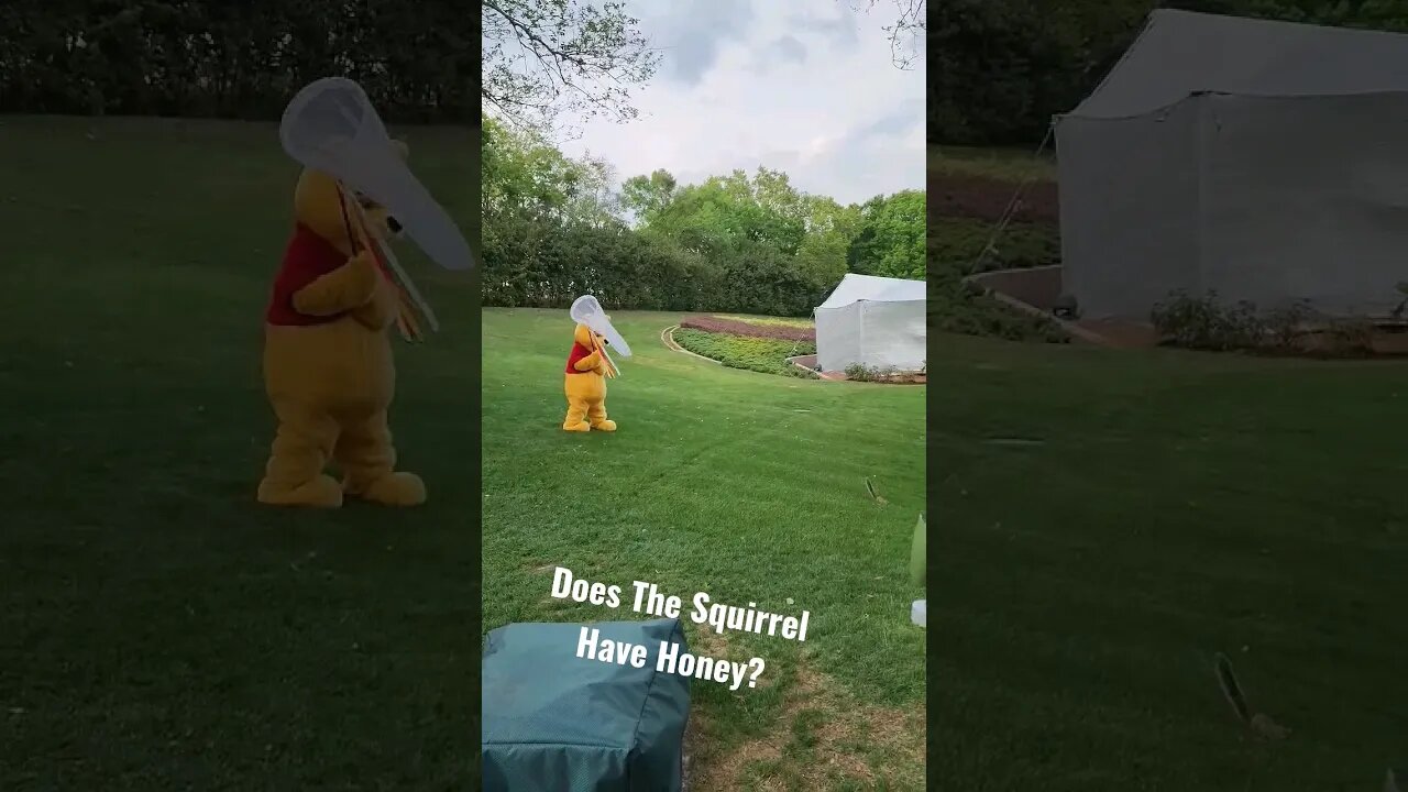 Did This Squirrel Take Pooh's Honey 🤔