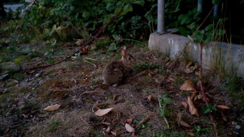 Cute Surrey street bunny