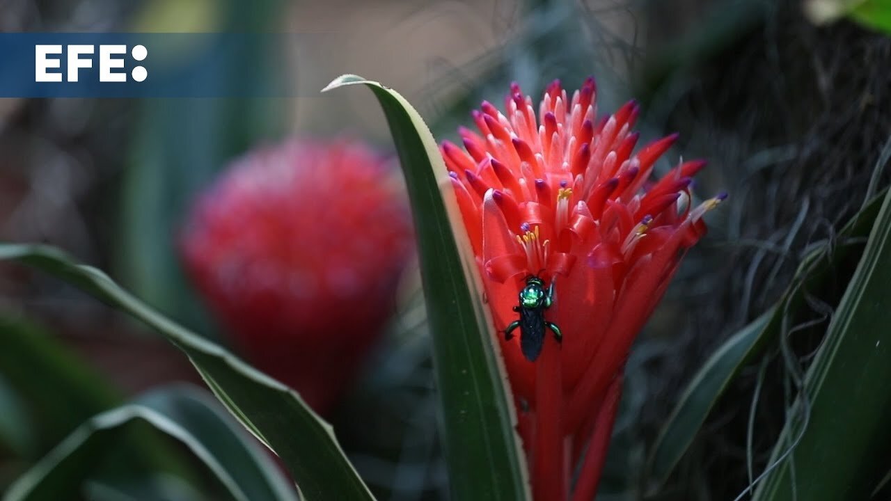 El jardín Botánico de Cali, 17 hectáreas de una riqueza inigualable en el mundo