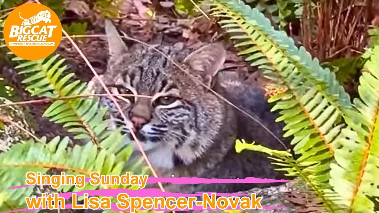 Come along w/ Lisa & Carole to hear a special song sung to Summer bobcat @ Big Cat Rescue 09 03 2023