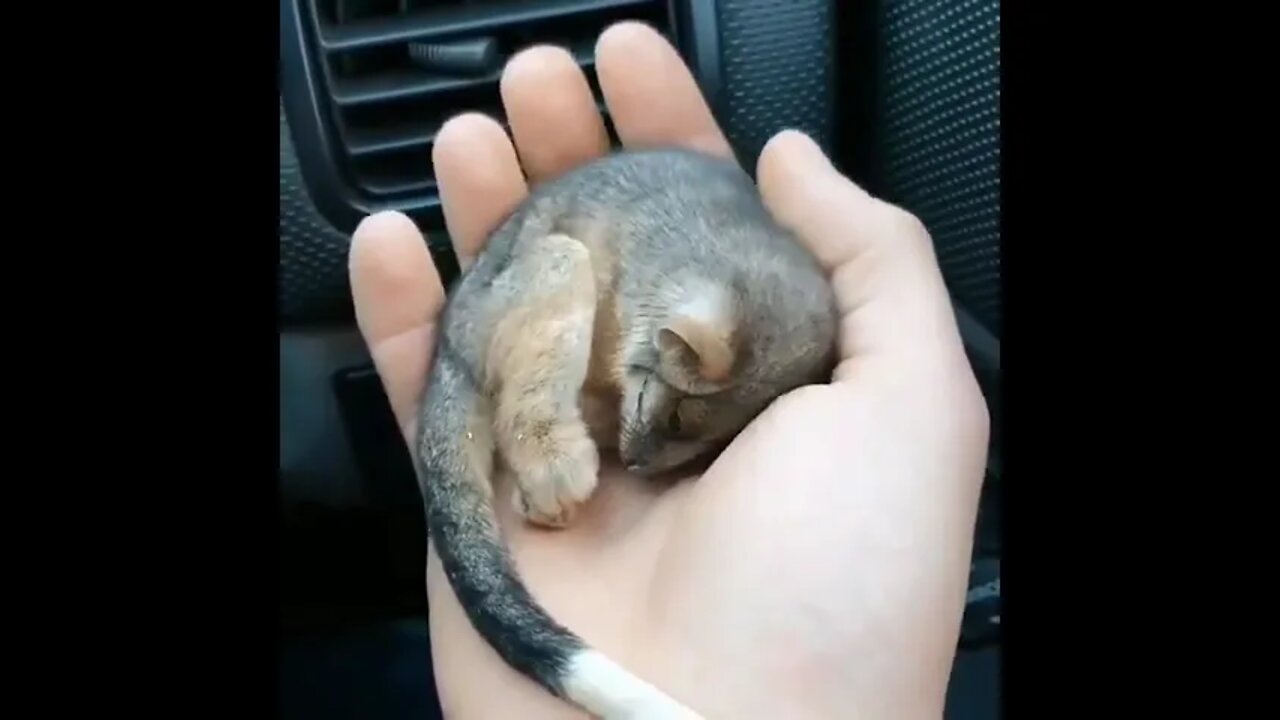 Rescued baby ringtail possum warming up in front of a car heater