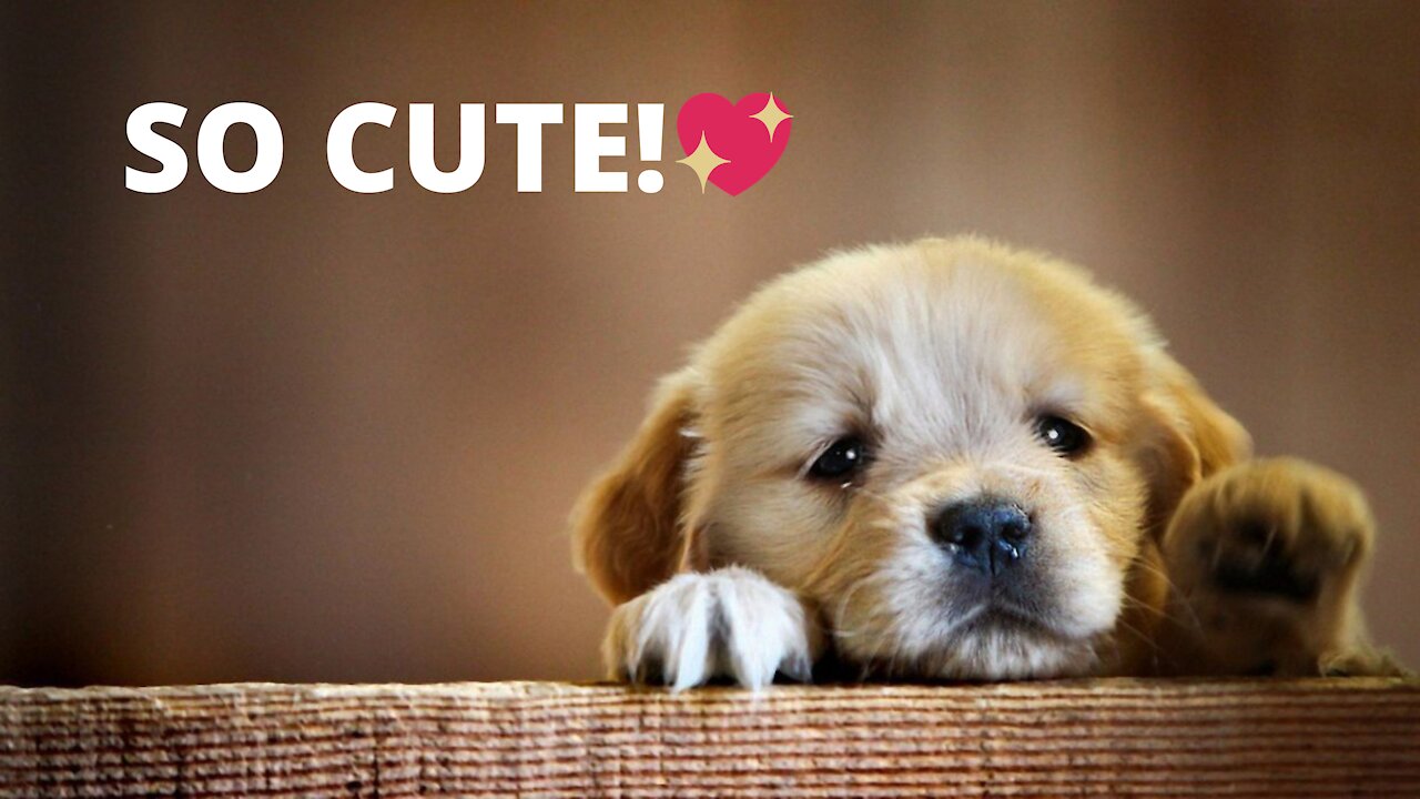 Cute And Funny Pet Videos ♥ Baby Dog Videos #2