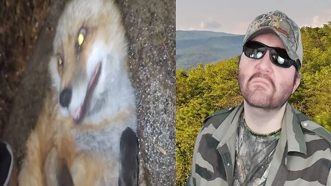 He's A Brat Who Steals Rats (SaveAFox) - Reaction! (BBT)