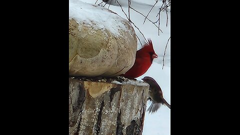 Finches of Skunk Hollow Rose Gardens Michigan (Gretchen Regime)