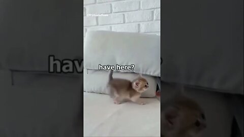 Funny Kitten Meme