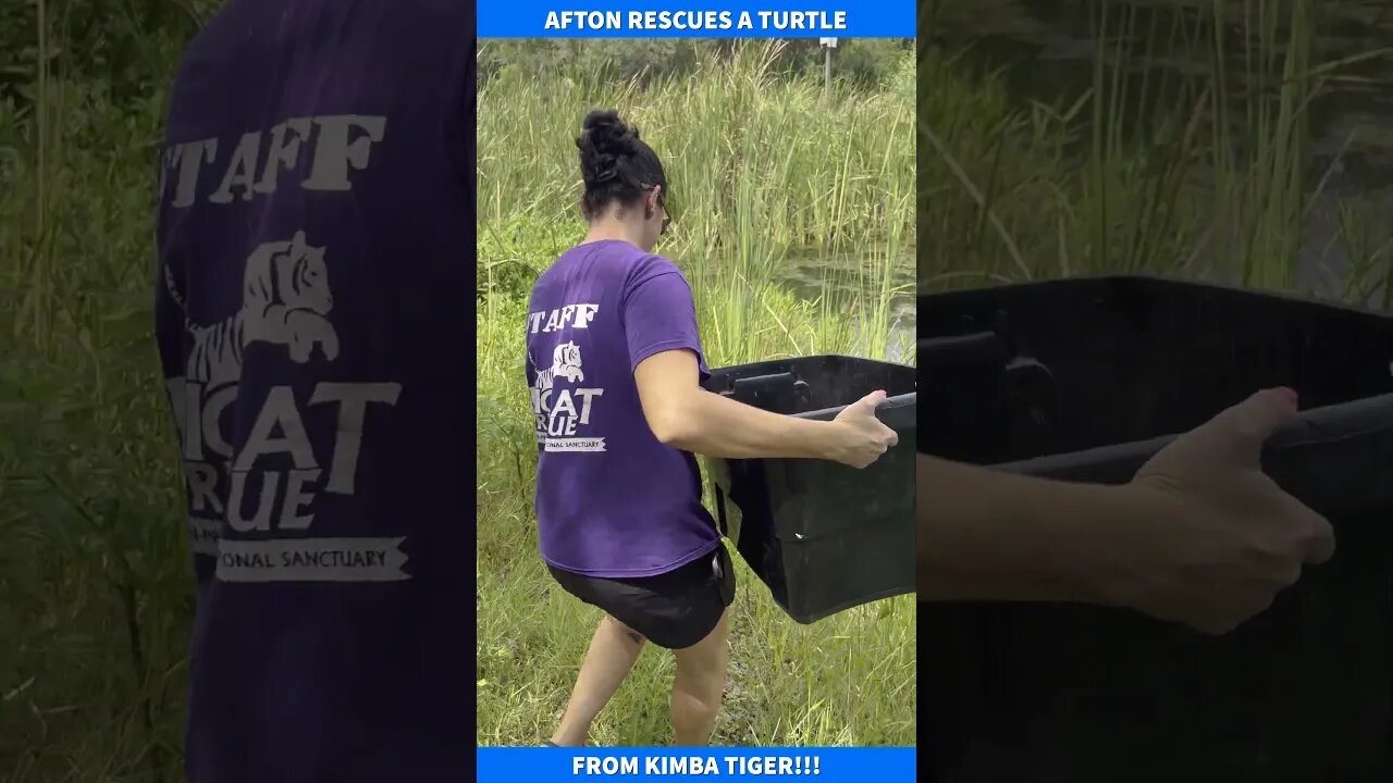 Big Cat Rescue~Afton rescues a turtle! July 25, 2023