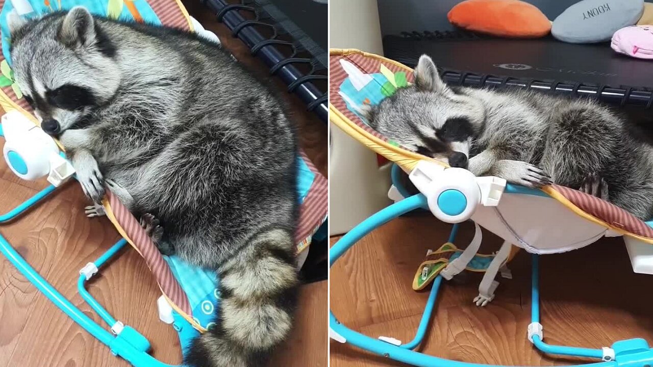 Drowsy raccoon slowly falls asleep in baby rocker