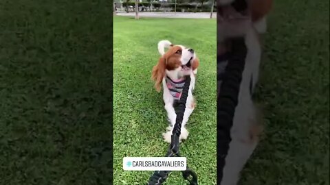 Bear & Bertie are two little bundles of happiness today at the park🐶❤️