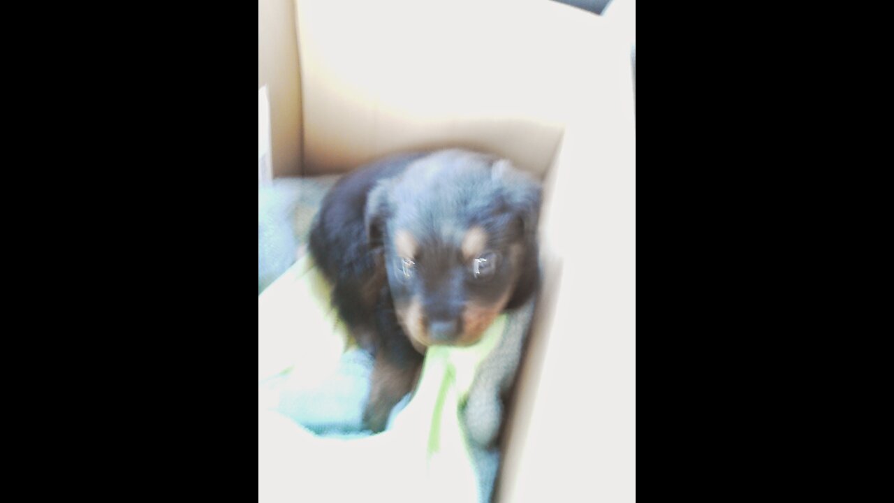 Baby Long Haired Rottweiler Damian