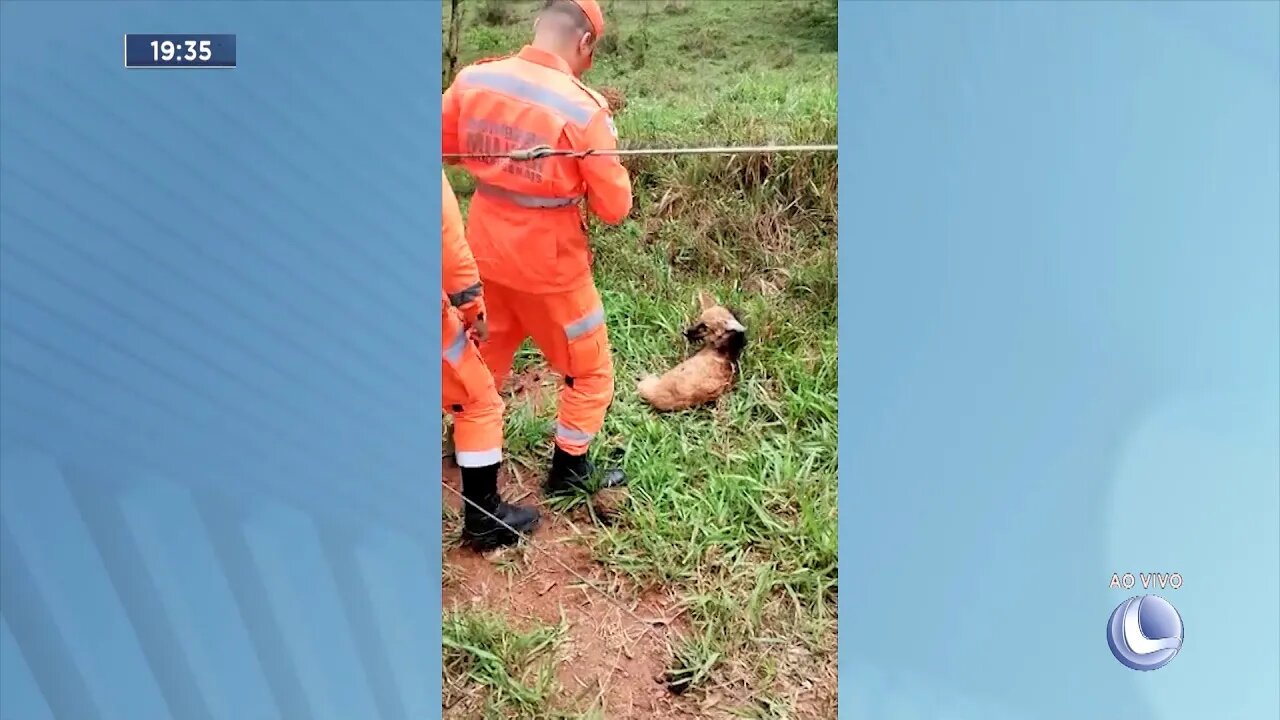 Materlândia: Lobo-guará atropelado é resgatado por Militares.