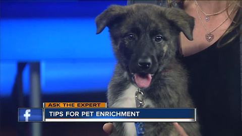 Ask the Expert: Pet enrichment