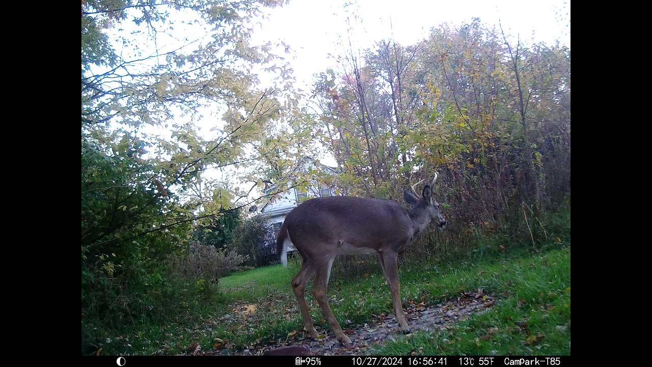 Buck Deer Cam 10-27-2024