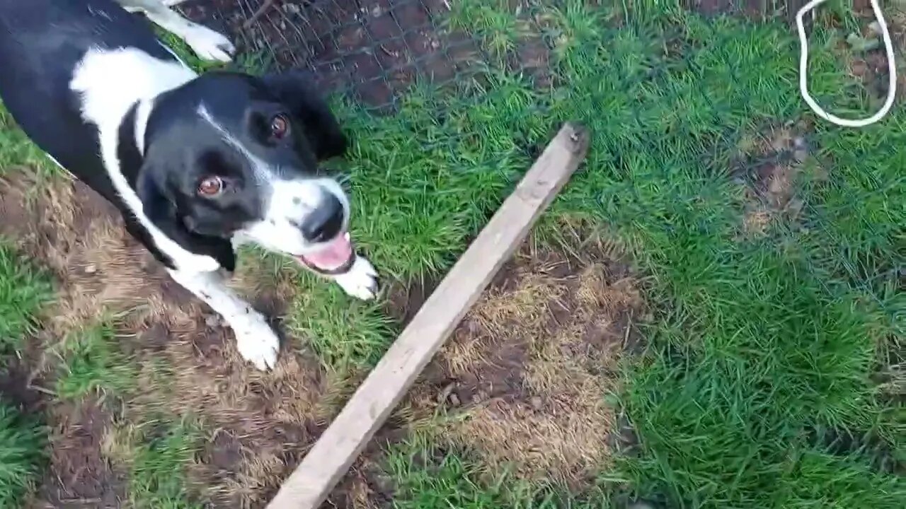 Could You Find A Smaller Stick