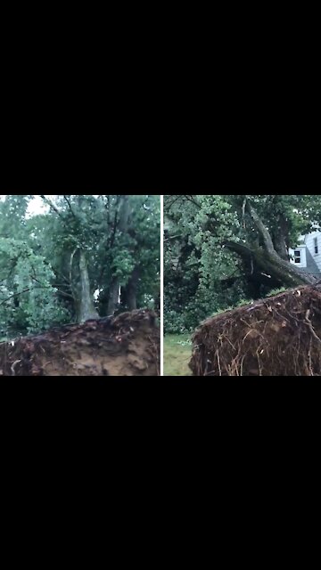 Massive tree completely uprooted after tornado in Annapolis