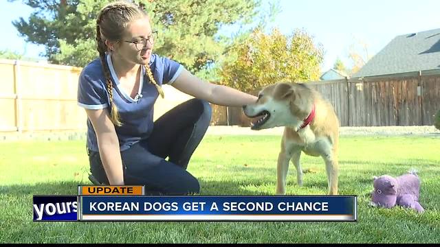 Dogs rescued from South Korean meat market adjusting to their new lives in the Treasure Valley