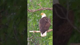 bald eagle