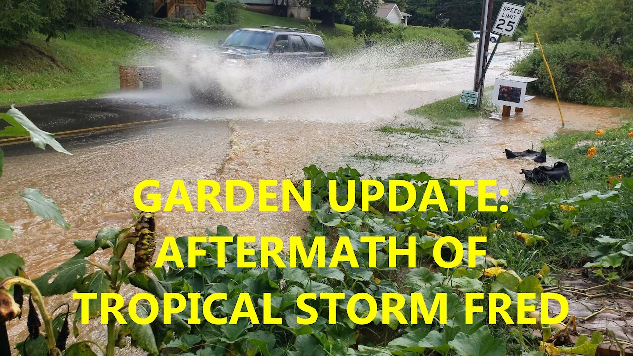 Garden Aftermath of Tropical Storm Fred (WE GOT LUCKY!!)