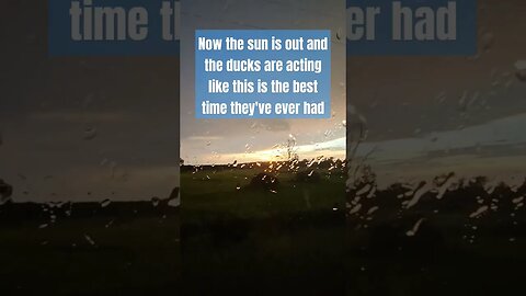 that storm happened fast #chicken #homestead #chickenfarm #ducks #video #shorts