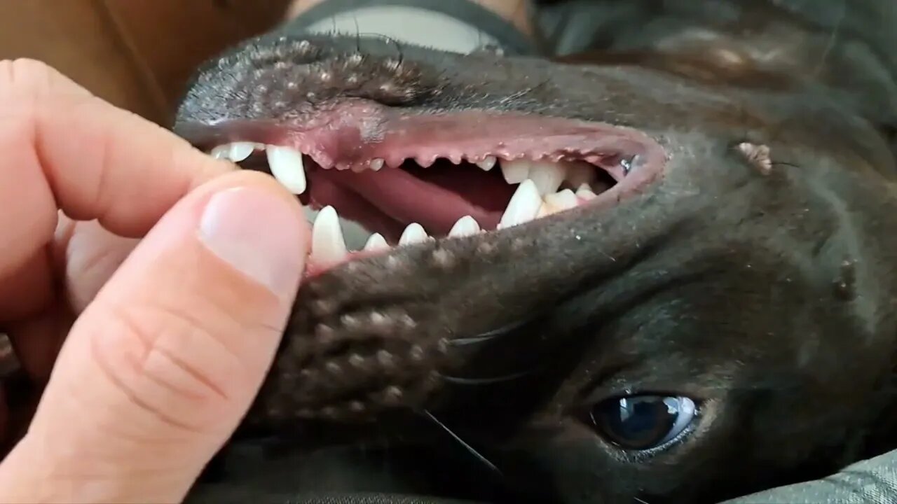 Little bundle of joy! BSL Chimaera Patterdale Terriers changing teeth puppy to adult fell fangs