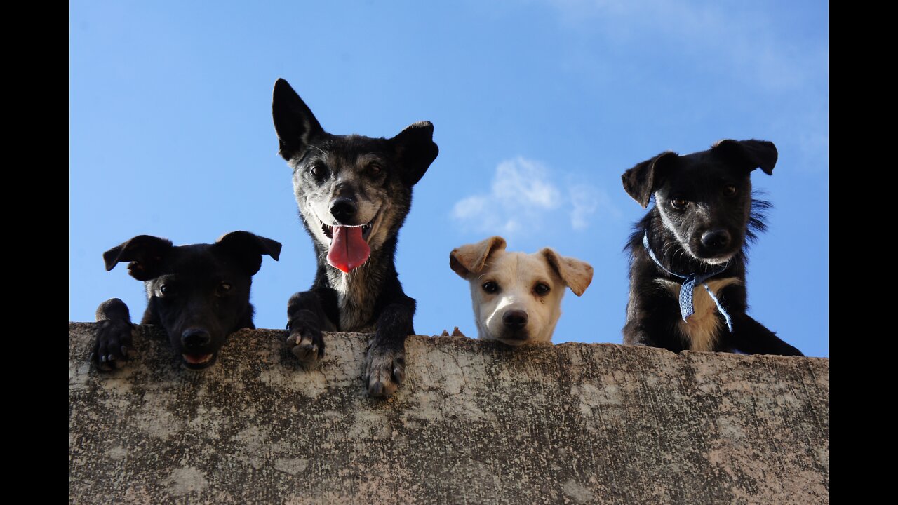 Dogs sneak in an AMAZON order - Too cute