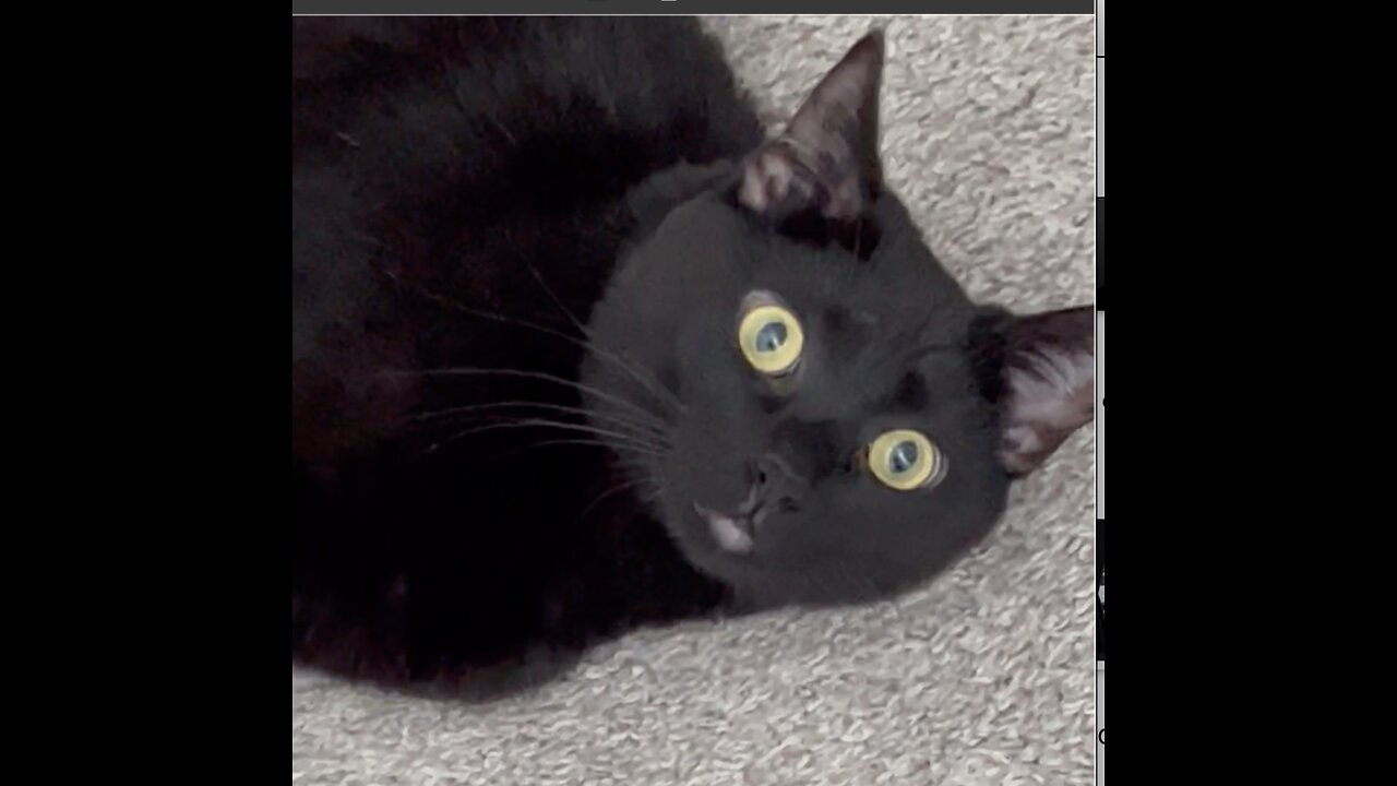Adopting a Cat from a Shelter Vlog - Look at That Pretty Face #shorts