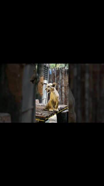 #Shorts #Lion #Peace #Love #Care