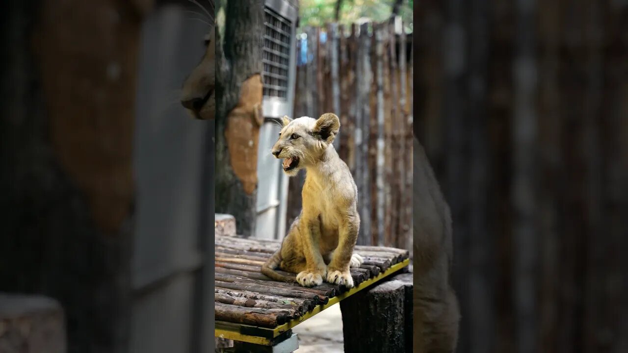 #Shorts #Lion #Peace #Love #Care
