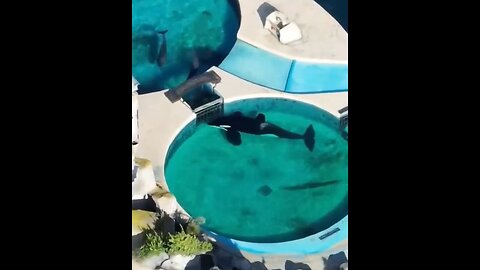 Activists Calling For Argentina Zoo To Release Orca From Tiny Tank He's Been Trapped In For Decades