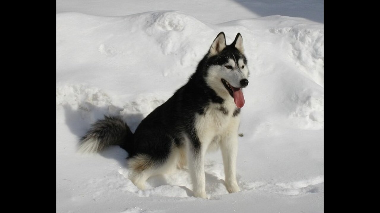 Husky siberiano