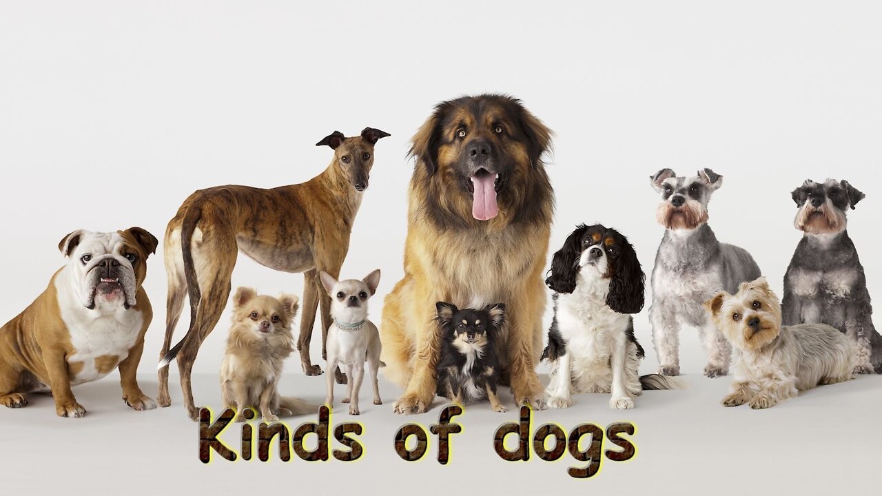 Kinds of dogs